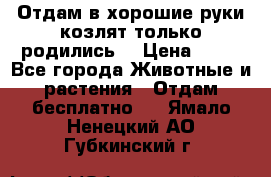 Отдам в хорошие руки козлят.только родились. › Цена ­ 20 - Все города Животные и растения » Отдам бесплатно   . Ямало-Ненецкий АО,Губкинский г.